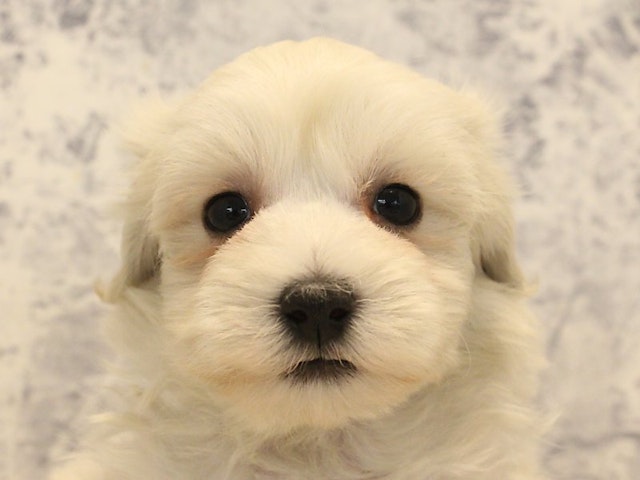 熊本県のハーフ犬 (ペッツワン熊本宇土店/2023年12月19日生まれ/男の子/ホワイト)の子犬
